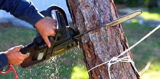 Best Tree Preservation Services  in Five Corners, WA